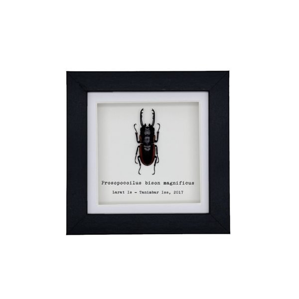 Two-Colour Longjaw Beetle (Prosopocoilus bison magnificus) Framed Specimen - TaxidermyArtistry Two-Colour Longjaw Beetle (Prosopocoilus bison magnificus) Framed Specimen - TaxidermyArtistry
