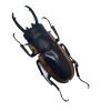 Two-Colour Longjaw Beetle Prosopocoilus bison magnificus Insect - TaxidermyArtistry