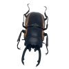 Two-Colour Longjaw Beetle Prosopocoilus bison magnificus Insect - TaxidermyArtistry