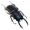 Two-Colour Longjaw Beetle Prosopocoilus bison magnificus Insect - TaxidermyArtistry