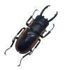 Two-Colour Longjaw Beetle Prosopocoilus bison magnificus Insect - TaxidermyArtistry
