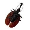 Violin Beetle (Mormolyce castelnaudi) - TaxidermyArtistry Violin Beetle (Mormolyce castelnaudi) - TaxidermyArtistry