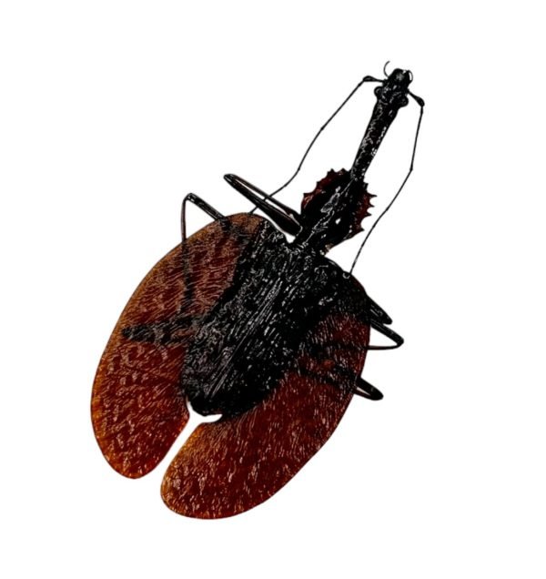 Violin Beetle (Mormolyce castelnaudi) - TaxidermyArtistry Violin Beetle (Mormolyce castelnaudi) - TaxidermyArtistry