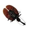 Violin Beetle (Mormolyce castelnaudi) - TaxidermyArtistry Violin Beetle (Mormolyce castelnaudi) - TaxidermyArtistry