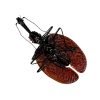 Violin Beetle (Mormolyce castelnaudi) - TaxidermyArtistry Violin Beetle (Mormolyce castelnaudi) - TaxidermyArtistry