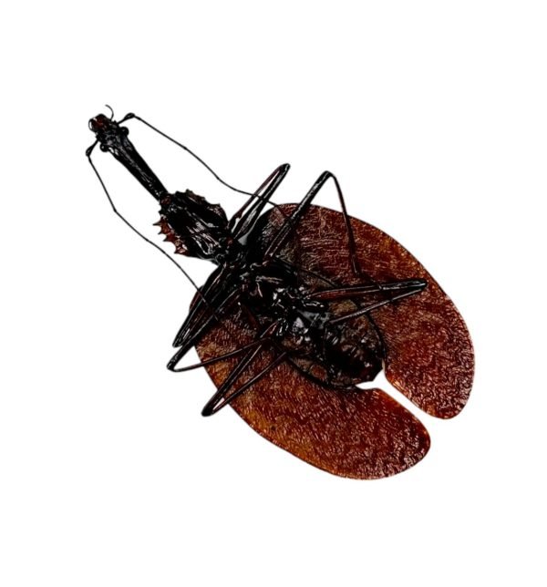 Violin Beetle (Mormolyce castelnaudi) - TaxidermyArtistry Violin Beetle (Mormolyce castelnaudi) - TaxidermyArtistry