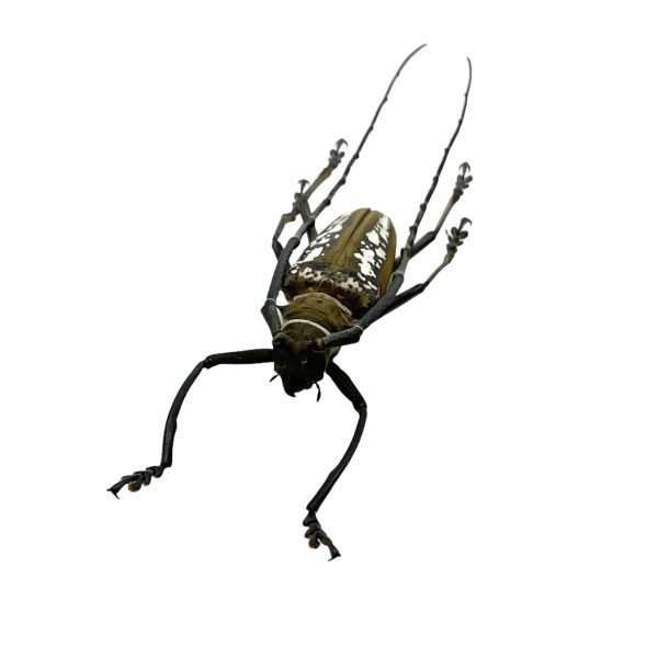Wallace's Long-horn Beetle Insect (Batocera wallacei) - TaxidermyArtistry Wallace's Long-horn Beetle Insect (Batocera wallacei) - TaxidermyArtistry