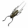 Wallace's Long-horn Beetle Insect (Batocera wallacei) - TaxidermyArtistry Wallace's Long-horn Beetle Insect (Batocera wallacei) - TaxidermyArtistry
