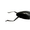 Whirlygig beetle (Dineutus politus) - TaxidermyArtistry Whirlygig beetle (Dineutus politus) - TaxidermyArtistry