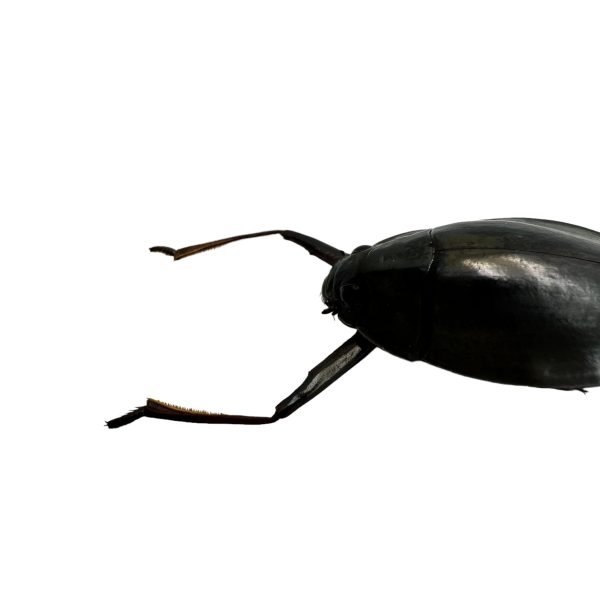 Whirlygig beetle (Dineutus politus) - TaxidermyArtistry Whirlygig beetle (Dineutus politus) - TaxidermyArtistry