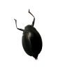 Whirlygig beetle (Dineutus politus) - TaxidermyArtistry Whirlygig beetle (Dineutus politus) - TaxidermyArtistry
