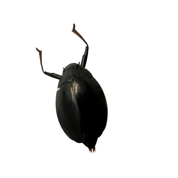 Whirlygig beetle (Dineutus politus) - TaxidermyArtistry Whirlygig beetle (Dineutus politus) - TaxidermyArtistry