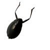 Whirlygig beetle (Dineutus politus) - TaxidermyArtistry Whirlygig beetle (Dineutus politus) - TaxidermyArtistry