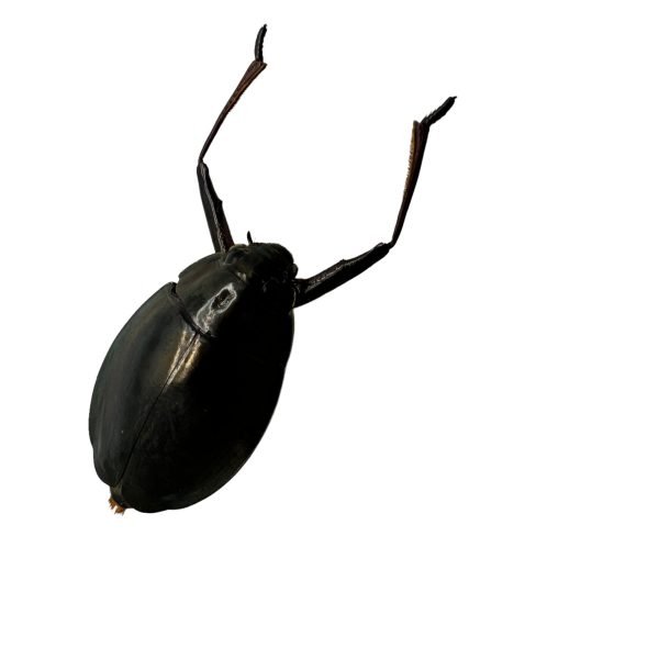 Whirlygig beetle (Dineutus politus) - TaxidermyArtistry Whirlygig beetle (Dineutus politus) - TaxidermyArtistry