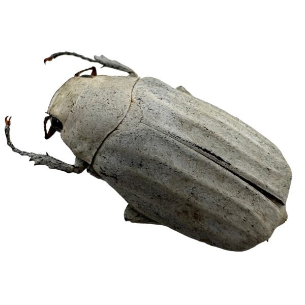White Scarab Beetle (Cyphochilus insulanus) Melolonthidae Beetle - TaxidermyArtistry White Scarab Beetle (Cyphochilus insulanus) Melolonthidae Beetle - TaxidermyArtistry