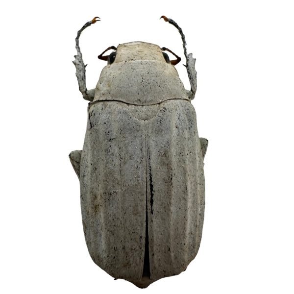 White Scarab Beetle (Cyphochilus insulanus) Melolonthidae Beetle - TaxidermyArtistry White Scarab Beetle (Cyphochilus insulanus) Melolonthidae Beetle - TaxidermyArtistry