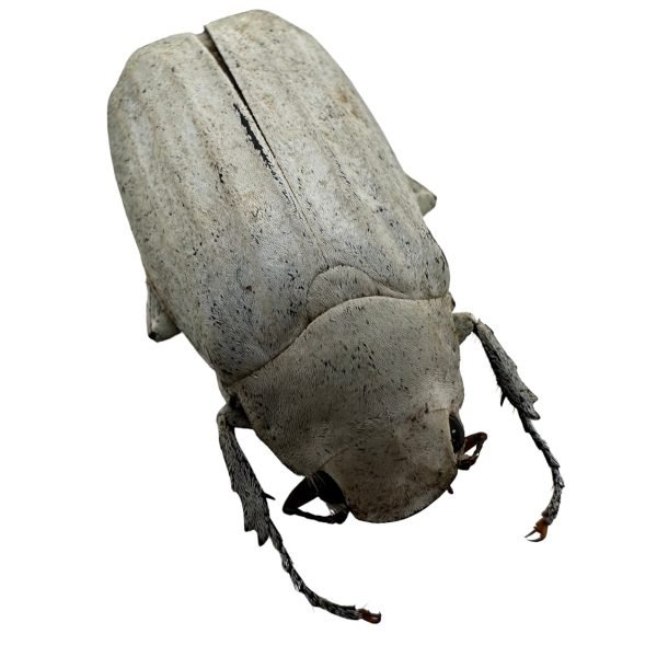White Scarab Beetle (Cyphochilus insulanus) Melolonthidae Beetle - TaxidermyArtistry White Scarab Beetle (Cyphochilus insulanus) Melolonthidae Beetle - TaxidermyArtistry