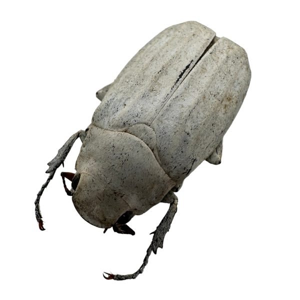 White Scarab Beetle (Cyphochilus insulanus) Melolonthidae Beetle - TaxidermyArtistry White Scarab Beetle (Cyphochilus insulanus) Melolonthidae Beetle - TaxidermyArtistry