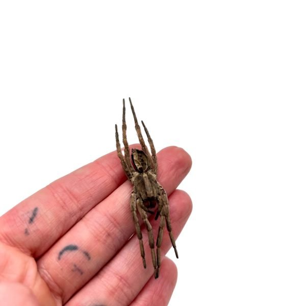 Wolf Spider (Lycosidae sp) - TaxidermyArtistry Wolf Spider (Lycosidae sp) - TaxidermyArtistry