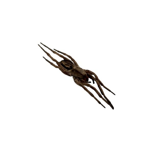 Wolf Spider (Lycosidae sp) - TaxidermyArtistry Wolf Spider (Lycosidae sp) - TaxidermyArtistry