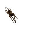 Wolf Spider (Lycosidae sp) - TaxidermyArtistry Wolf Spider (Lycosidae sp) - TaxidermyArtistry