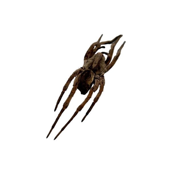 Wolf Spider (Lycosidae sp) - TaxidermyArtistry Wolf Spider (Lycosidae sp) - TaxidermyArtistry