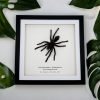 XLarge Tarantula Spider Frame (Selonocosmia javanensis dolichoplectra) Framed Specimen - TaxidermyArtistry XLarge Tarantula Spider Frame (Selonocosmia javanensis dolichoplectra) Framed Specimen - TaxidermyArtistry