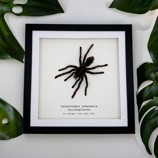 XLarge Tarantula Spider Frame (Selonocosmia javanensis dolichoplectra) Framed Specimen - TaxidermyArtistry XLarge Tarantula Spider Frame (Selonocosmia javanensis dolichoplectra) Framed Specimen - TaxidermyArtistry