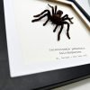 XLarge Tarantula Spider Frame (Selonocosmia javanensis dolichoplectra) Framed Specimen - TaxidermyArtistry XLarge Tarantula Spider Frame (Selonocosmia javanensis dolichoplectra) Framed Specimen - TaxidermyArtistry
