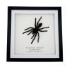 XLarge Tarantula Spider Frame (Selonocosmia javanensis dolichoplectra) Framed Specimen - TaxidermyArtistry XLarge Tarantula Spider Frame (Selonocosmia javanensis dolichoplectra) Framed Specimen - TaxidermyArtistry