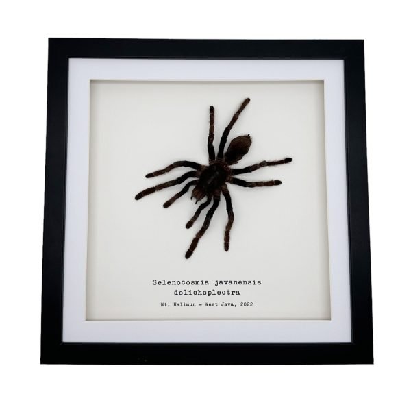 XLarge Tarantula Spider Frame (Selonocosmia javanensis dolichoplectra) Framed Specimen - TaxidermyArtistry XLarge Tarantula Spider Frame (Selonocosmia javanensis dolichoplectra) Framed Specimen - TaxidermyArtistry