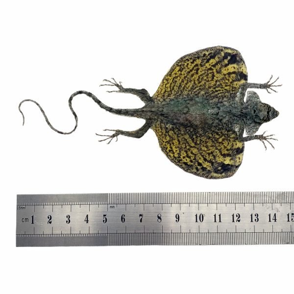 YELLOW Draco Flying Lizard - TaxidermyArtistry YELLOW Draco Flying Lizard - TaxidermyArtistry