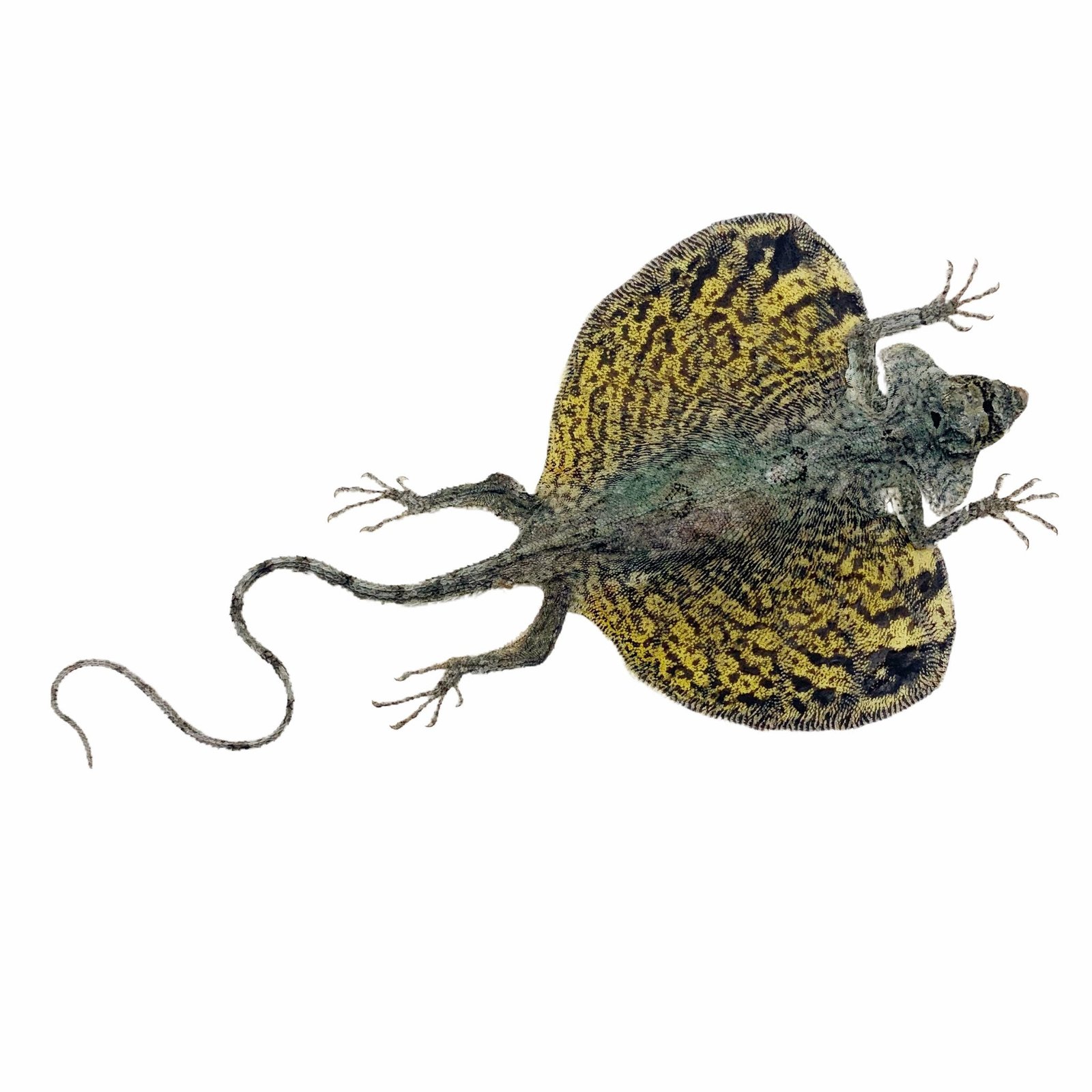 YELLOW Draco Flying Lizard