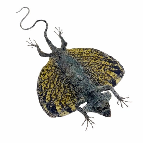 YELLOW Draco Flying Lizard - TaxidermyArtistry YELLOW Draco Flying Lizard - TaxidermyArtistry