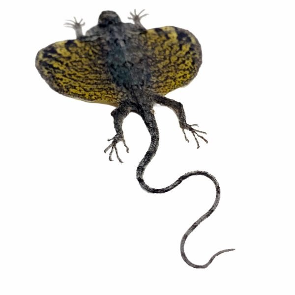 YELLOW Draco Flying Lizard - TaxidermyArtistry YELLOW Draco Flying Lizard - TaxidermyArtistry