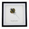 Yellow Draco Flying Lizard (Draco volans volans) Framed Specimen - TaxidermyArtistry