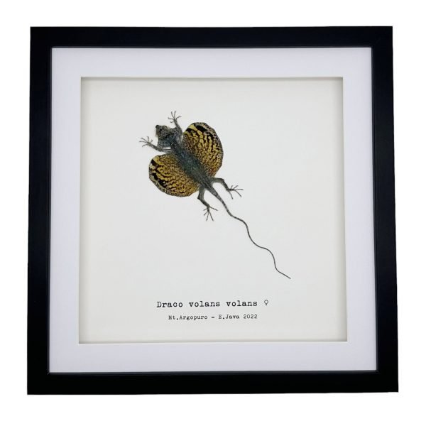 Yellow Draco Flying Lizard (Draco volans volans) Framed Specimen - TaxidermyArtistry
