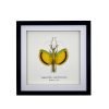 Yellow Umbrella Stick Insect Frame (Tagesoidae nigrofasciata) - TaxidermyArtistry Yellow Umbrella Stick Insect Frame (Tagesoidae nigrofasciata) - TaxidermyArtistry