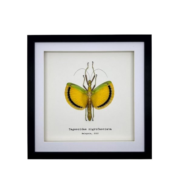 Yellow Umbrella Stick Insect Frame (Tagesoidae nigrofasciata) - TaxidermyArtistry Yellow Umbrella Stick Insect Frame (Tagesoidae nigrofasciata) - TaxidermyArtistry
