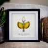 Yellow Umbrella Stick Insect Frame (Tagesoidae nigrofasciata) - TaxidermyArtistry Yellow Umbrella Stick Insect Frame (Tagesoidae nigrofasciata) - TaxidermyArtistry