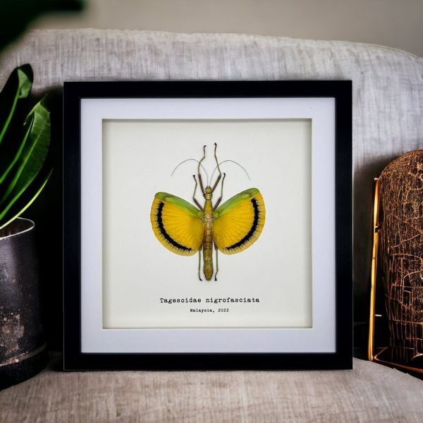 Yellow Umbrella Stick Insect Frame (Tagesoidae nigrofasciata) - TaxidermyArtistry Yellow Umbrella Stick Insect Frame (Tagesoidae nigrofasciata) - TaxidermyArtistry
