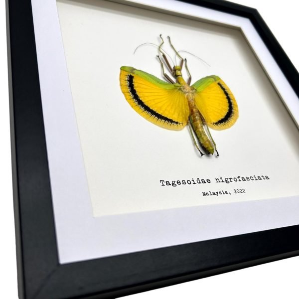 Yellow Umbrella Stick Insect Frame (Tagesoidae nigrofasciata) - TaxidermyArtistry Yellow Umbrella Stick Insect Frame (Tagesoidae nigrofasciata) - TaxidermyArtistry