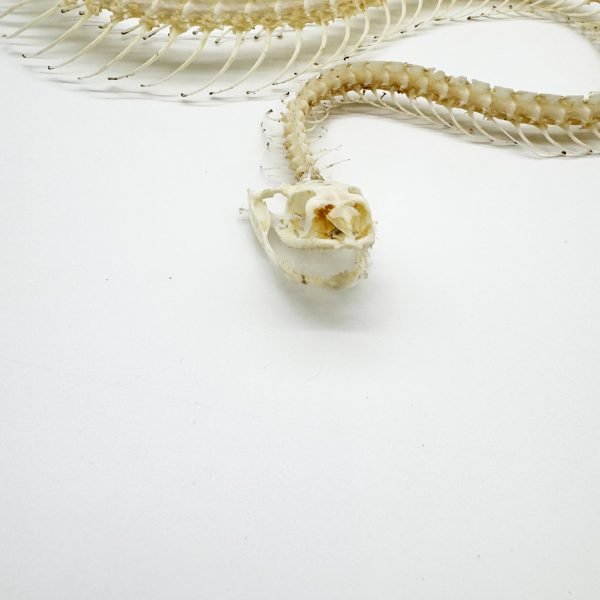 Chinese Rat Snake Curved Skeleton (Ptyas korros) Osteological - TaxidermyArtistry Chinese Rat Snake Curved Skeleton (Ptyas korros) Osteological - TaxidermyArtistry