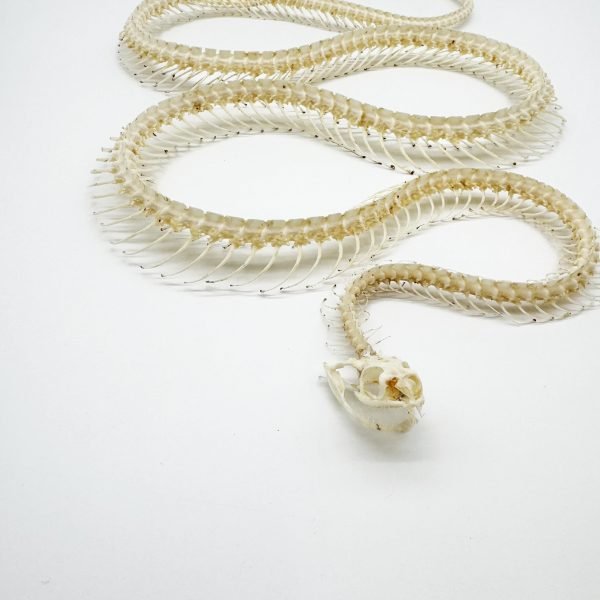 Chinese Rat Snake Curved Skeleton (Ptyas korros) Osteological - TaxidermyArtistry Chinese Rat Snake Curved Skeleton (Ptyas korros) Osteological - TaxidermyArtistry