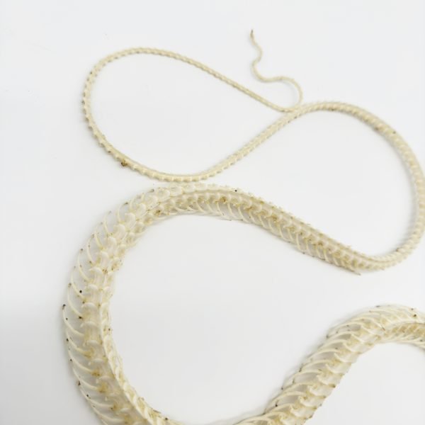 Chinese Rat Snake Curved Skeleton (Ptyas korros) Osteological - TaxidermyArtistry Chinese Rat Snake Curved Skeleton (Ptyas korros) Osteological - TaxidermyArtistry