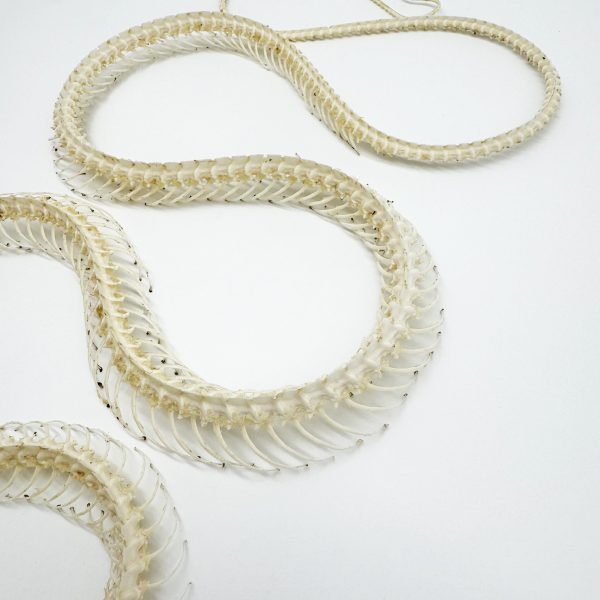 Chinese Rat Snake Curved Skeleton (Ptyas korros) Osteological - TaxidermyArtistry Chinese Rat Snake Curved Skeleton (Ptyas korros) Osteological - TaxidermyArtistry