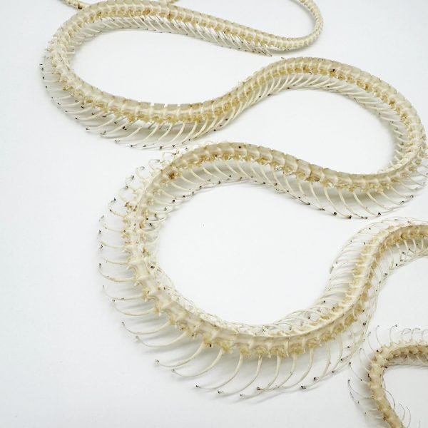 Chinese Rat Snake Curved Skeleton (Ptyas korros) Osteological - TaxidermyArtistry Chinese Rat Snake Curved Skeleton (Ptyas korros) Osteological - TaxidermyArtistry