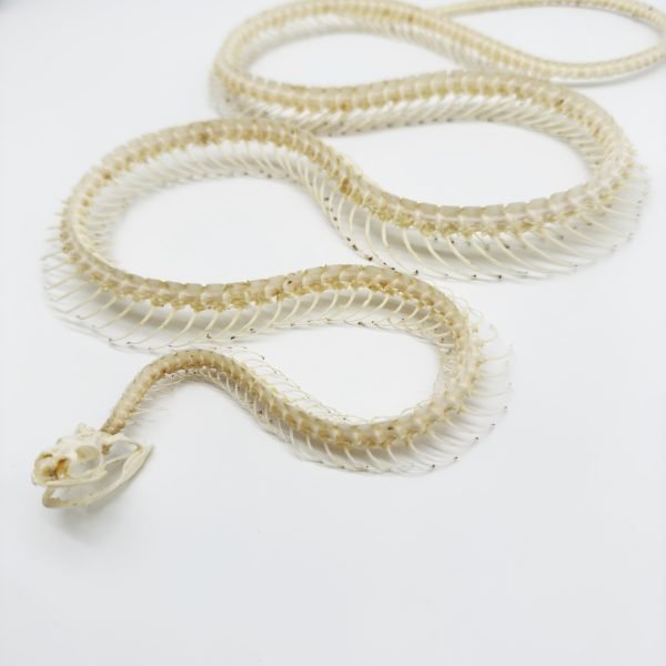 Chinese Rat Snake Curved Skeleton (Ptyas korros) Osteological - TaxidermyArtistry Chinese Rat Snake Curved Skeleton (Ptyas korros) Osteological - TaxidermyArtistry