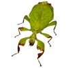 Green Leaf Insect (Phyllium mamasaense) - TaxidermyArtistry