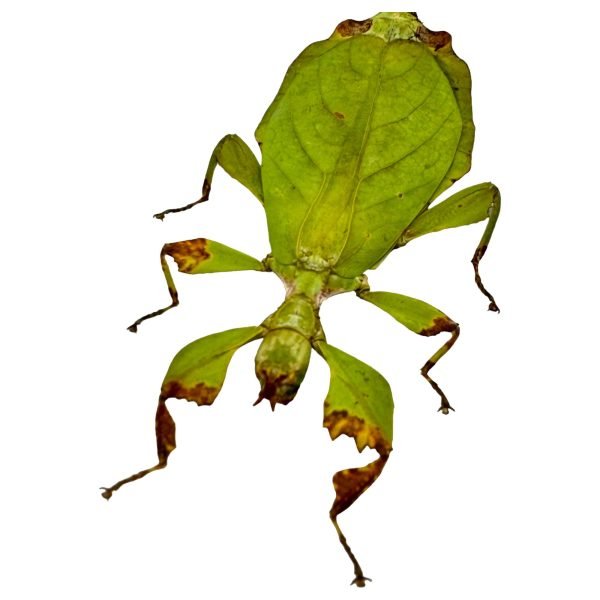 Green Leaf Insect (Phyllium mamasaense) - TaxidermyArtistry